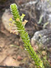 Struthiola argentea