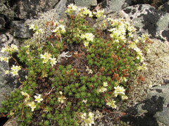Saxifraga