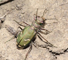 Cicindela purpurea