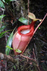 Nepenthes villosa