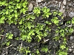 Tortula muralis