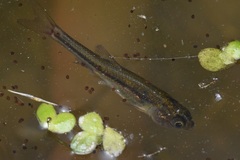 Leuciscidae