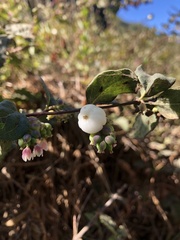 Symphoricarpos