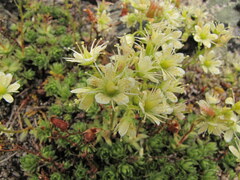 Saxifraga