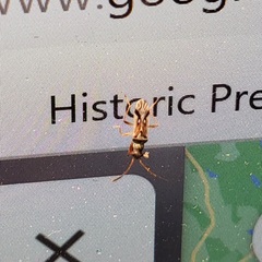 Pseudopachybrachius vinctus