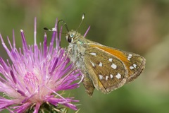Hesperia woodgatei
