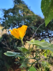 Abutilon grandifolium