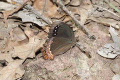 Gyrocheilus patrobas