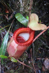 Nepenthes villosa