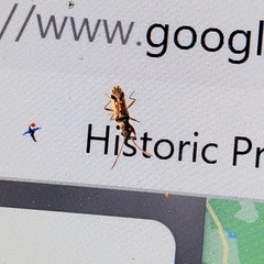 Pseudopachybrachius vinctus