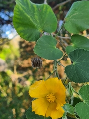 Abutilon grandifolium