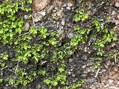 Tortula muralis