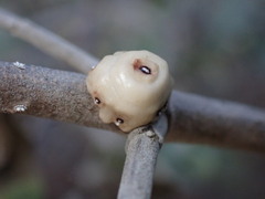 Ceroplastes