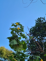 Abutilon grandifolium