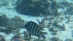 Abudefduf bengalensis