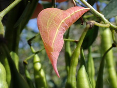 Phoebis philea