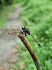 Agrionoptera insignis