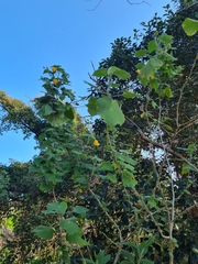 Abutilon grandifolium