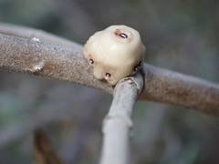 Ceroplastes