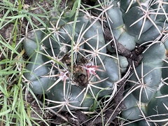 Coryphantha pycnacantha