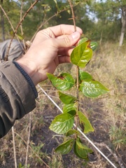 Catunaregam taylorii