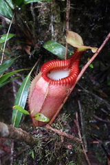 Nepenthes villosa