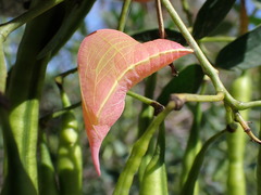 Phoebis philea
