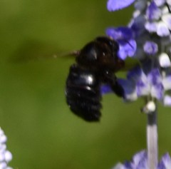 Xylocopa sonorina