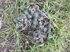 Coryphantha pycnacantha