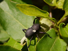 Rhyephenes gayi