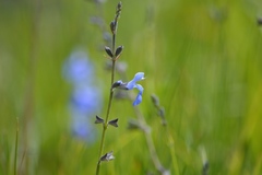 Salvia reptans
