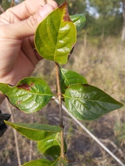 Catunaregam taylorii