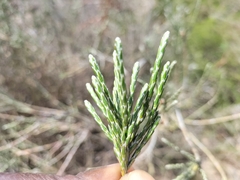 Passerina