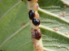 Coccinae