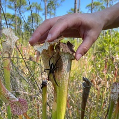 Pisaurina brevipes