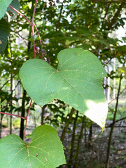 Vitis aestivalis