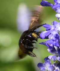 Xylocopa sonorina
