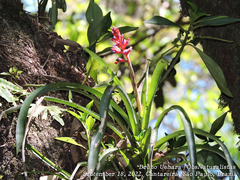 Aechmea distichantha