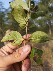 Catunaregam taylorii