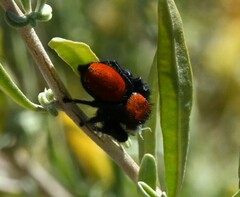 Phidippus apacheanus