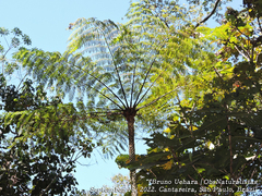 Cyathea
