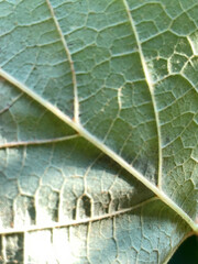 Vitis aestivalis