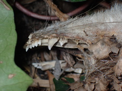 Didelphis virginiana