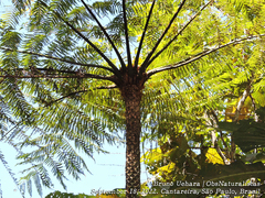 Cyathea