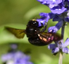 Xylocopa sonorina