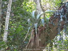 Vriesea