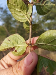 Catunaregam taylorii