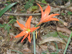 Hippeastrum