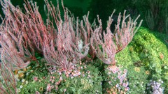 Leptogorgia chilensis