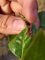 Catunaregam taylorii